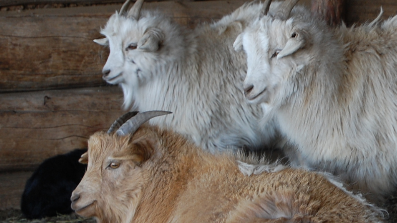 Den luksuriøse verden af cashmere, kamel og yakuld