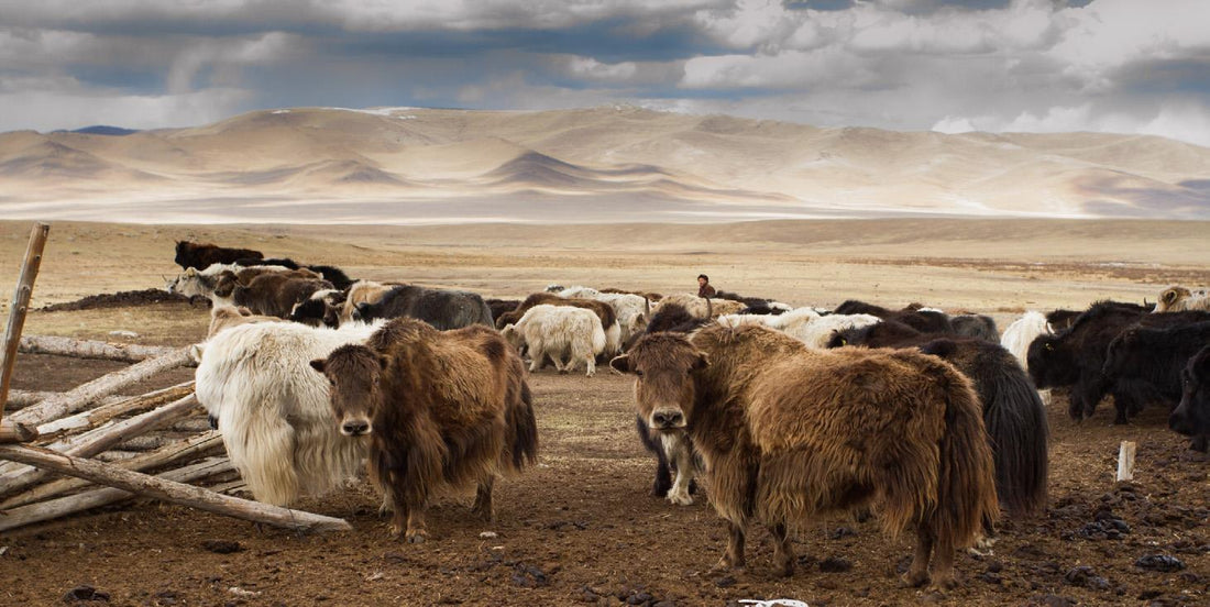 Hvordan adskiller yakuld sig fra kashmir og kameluld – og hvilken uldtype passer bedst til dig?