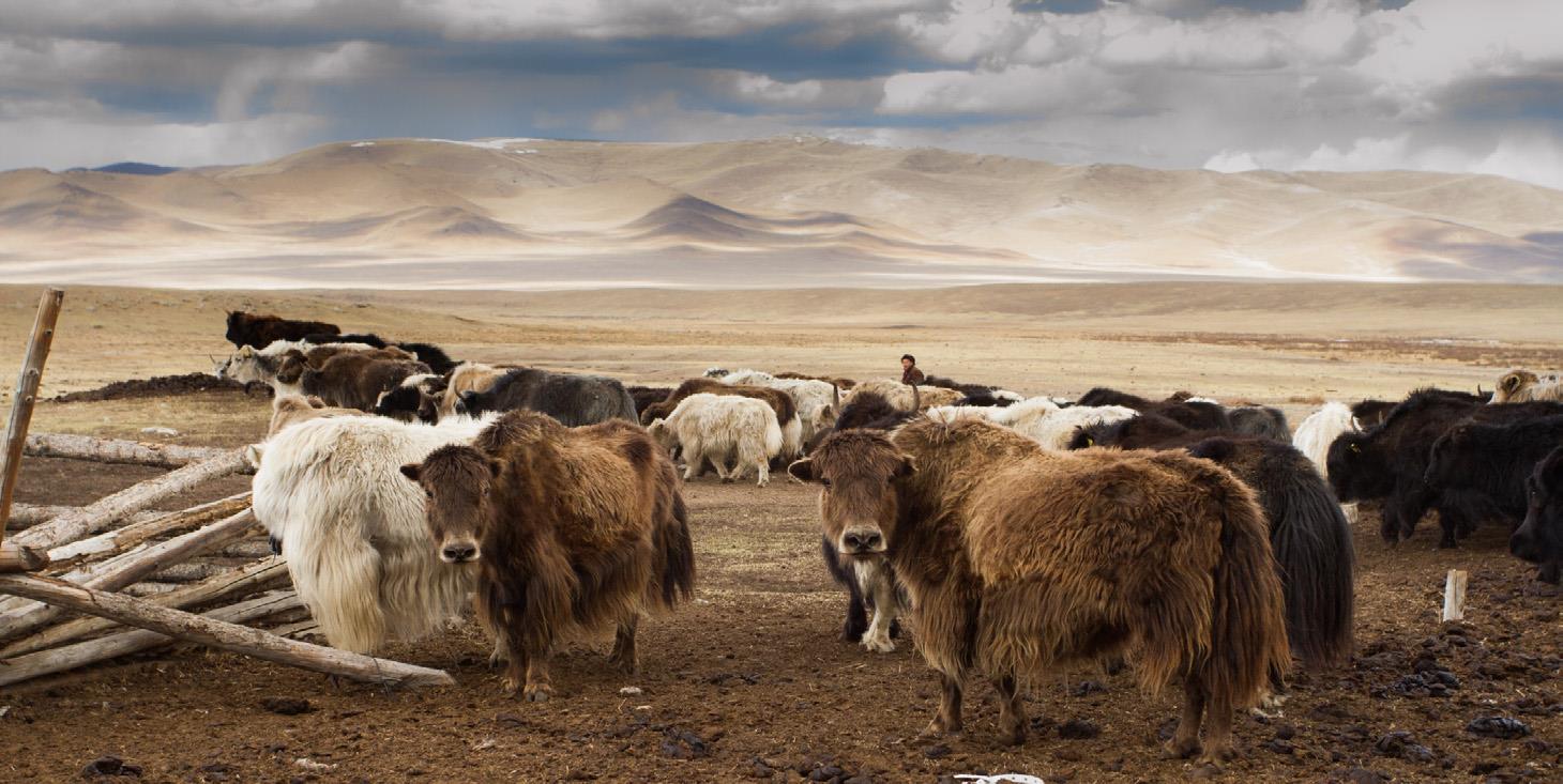 Hvordan adskiller yakuld sig fra kashmir og kameluld – og hvilken uldtype passer bedst til dig?