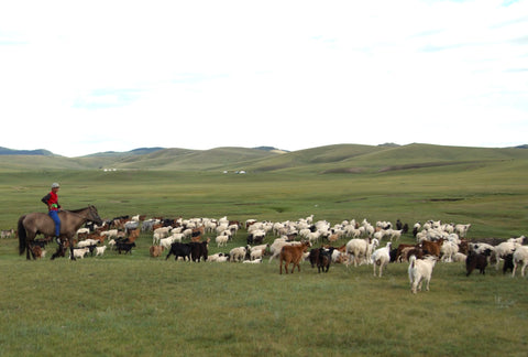 Kashmir: Luksus eller bæredygtighed? En dybdegående analyse