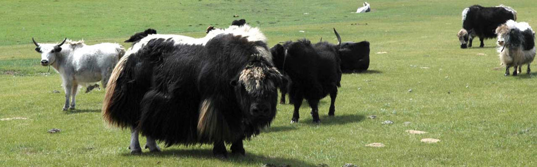 Hvordan er yakuldsproduktionen forbundet med nomadiske traditioner, og hvorfor er det vigtigt at støtte dem?