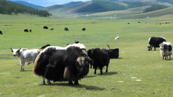 Yak uld vs. Almindelig uld: Hvad er forskellen?