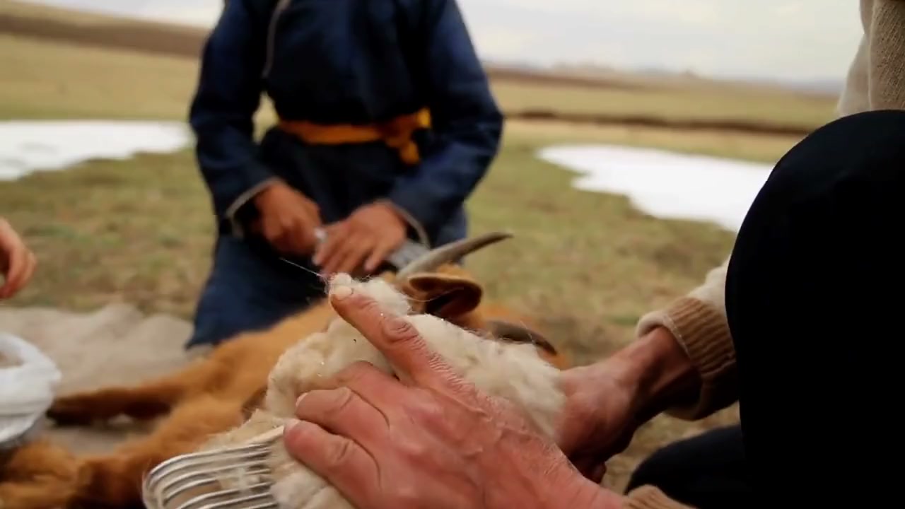 Hyrde håndkæmmer rå cashmere af en ged på den mongolske steppe