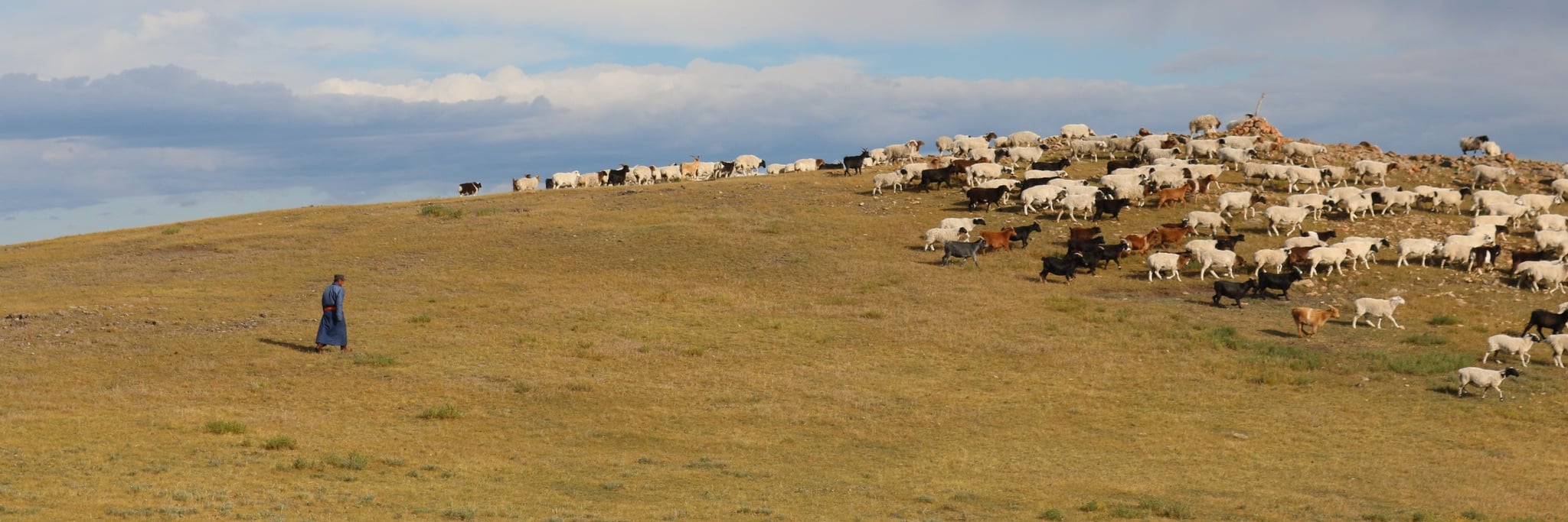 Mongolsk hyrde med flok af geder og får på den åbne steppe