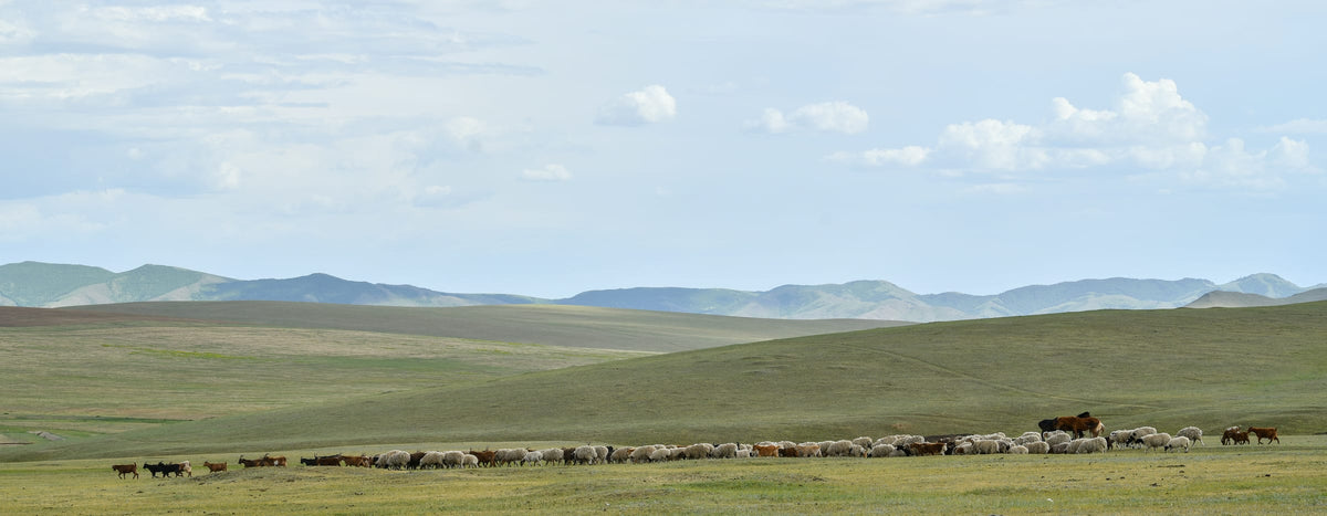 Den mongolske steppe med bjerge i horisonten og en flok geder og får